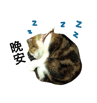 Vanessa's Cats（個別スタンプ：12）
