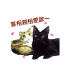 Vanessa's Cats（個別スタンプ：13）