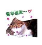 Vanessa's Cats（個別スタンプ：14）