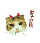 Vanessa's Cats（個別スタンプ：15）