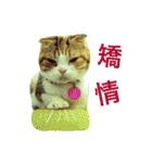 Vanessa's Cats（個別スタンプ：16）