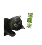 Vanessa's Cats（個別スタンプ：17）