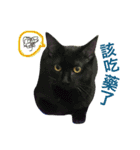 Vanessa's Cats（個別スタンプ：19）