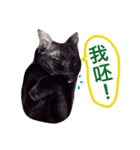 Vanessa's Cats（個別スタンプ：20）