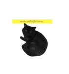 catbeam（個別スタンプ：3）