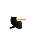catbeam（個別スタンプ：5）