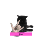 catbeam（個別スタンプ：6）