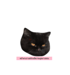 catbeam（個別スタンプ：10）