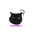 catbeam（個別スタンプ：13）