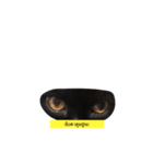 catbeam（個別スタンプ：14）
