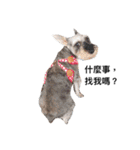 Doudou ＆ Lulu Daily（個別スタンプ：1）