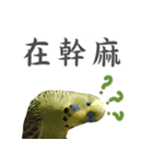 Dr. Yu and His Animals（個別スタンプ：3）