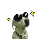 Dr. Yu and His Animals（個別スタンプ：6）