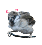 Dr. Yu and His Animals（個別スタンプ：8）