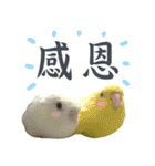 Dr. Yu and His Animals（個別スタンプ：10）