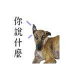 Dr. Yu and His Animals（個別スタンプ：13）