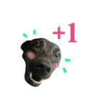 Dr. Yu and His Animals（個別スタンプ：14）
