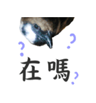 Dr. Yu and His Animals（個別スタンプ：21）