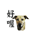 Dr. Yu and His Animals（個別スタンプ：25）