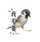 Dr. Yu and His Animals（個別スタンプ：28）