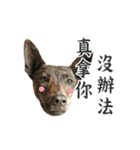 Dr. Yu and His Animals（個別スタンプ：29）