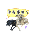 Dr. Yu and His Animals（個別スタンプ：30）
