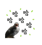 Dr. Yu and His Animals（個別スタンプ：31）