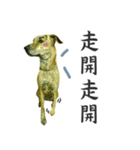 Dr. Yu and His Animals（個別スタンプ：32）