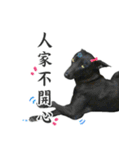 Dr. Yu and His Animals（個別スタンプ：34）