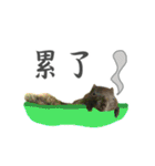 Dr. Yu and His Animals（個別スタンプ：37）