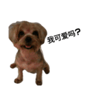 emotion dog 1（個別スタンプ：2）