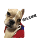 emotion dog 1（個別スタンプ：3）