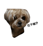 emotion dog 1（個別スタンプ：4）