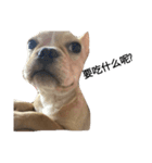 emotion dog 1（個別スタンプ：5）