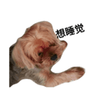 emotion dog 1（個別スタンプ：6）
