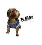 emotion dog 1（個別スタンプ：7）