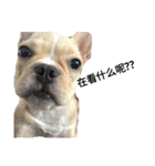 emotion dog 1（個別スタンプ：8）