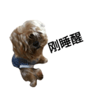 emotion dog 1（個別スタンプ：9）