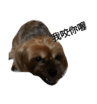 emotion dog 1（個別スタンプ：10）