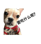 emotion dog 1（個別スタンプ：11）