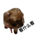 emotion dog 1（個別スタンプ：12）