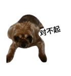 emotion dog 1（個別スタンプ：13）