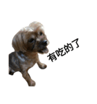 emotion dog 1（個別スタンプ：14）