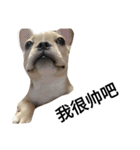 emotion dog 1（個別スタンプ：15）