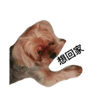 emotion dog 1（個別スタンプ：16）