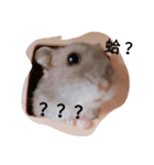 The lovely hamster（個別スタンプ：1）