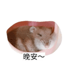 The lovely hamster（個別スタンプ：3）