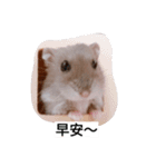 The lovely hamster（個別スタンプ：4）
