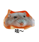 The lovely hamster（個別スタンプ：5）