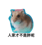 The lovely hamster（個別スタンプ：6）